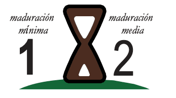 Maduración mínima y media
